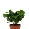 Coffea Arabica