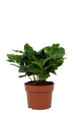 Coffea Arabica