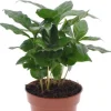 Coffea Arabica