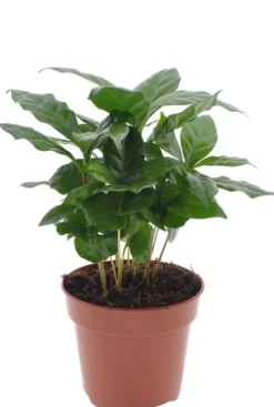 Coffea Arabica