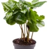 Coffea Arabica (Caféier d'Arabie) - Stekje