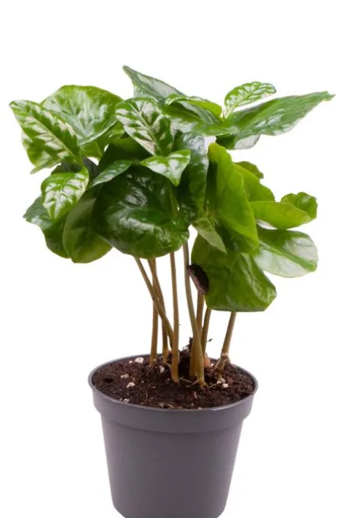 Coffea Arabica (Caféier d'Arabie) - Stekje