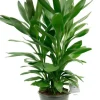 Cordyline Glauca - Geluksplant