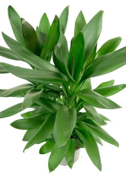 Cordyline Glauca - Geluksplant
