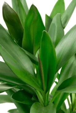 Cordyline Glauca - Geluksplant