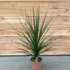 Cordyline indivisa