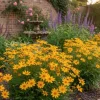 Coreopsis grandiflora Presto - Meisjesogen