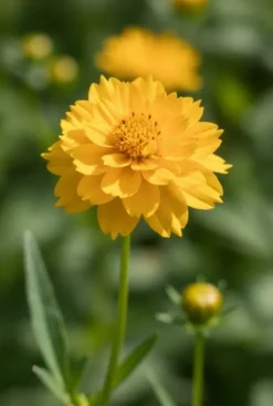 Coreopsis grandiflora Presto - Meisjesogen