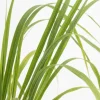 Cortaderia Rosea - Pampasgras
