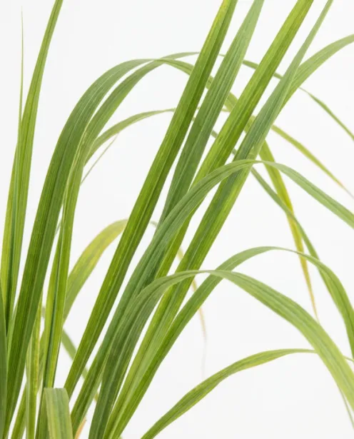 Cortaderia Rosea - Pampasgras
