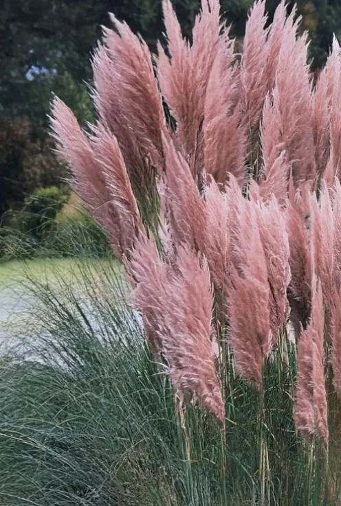 Cortaderia Rosea - Pampasgras