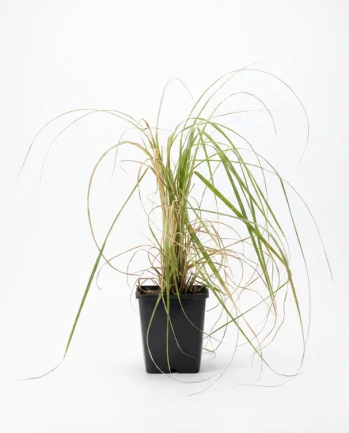 Cortaderia Rosea - Pampasgras