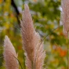 Cortaderia selloana Rose Plume - Pampasgras