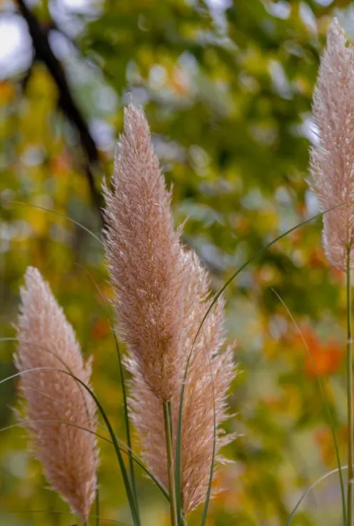 Cortaderia selloana Rose Plume - Pampasgras