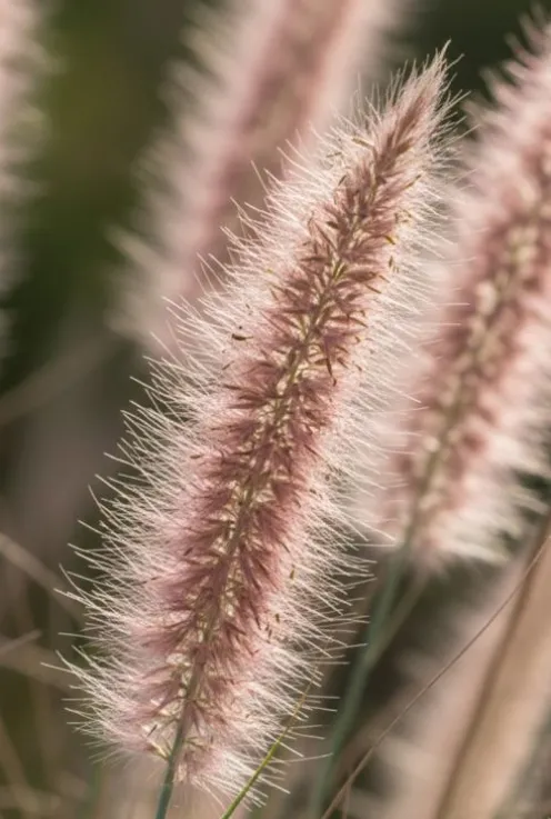 Cortaderia selloana Rose Plume - Pampasgras
