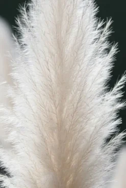 Cortaderia selloana White Plume - Pampasgras