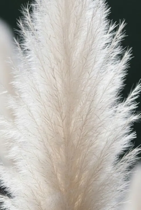 Cortaderia selloana White Plume - Pampasgras