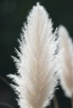 Cortaderia selloana White Plume - Pampasgras