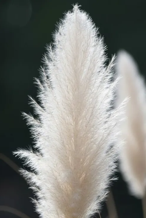 Cortaderia selloana White Plume - Pampasgras