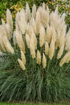 Cortaderia selloana White Plume - Pampasgras