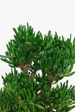 Crassula horntree - Jade Plant