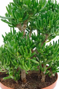 Crassula horntree - Jade Plant