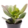 Crassula ovata - Stekje