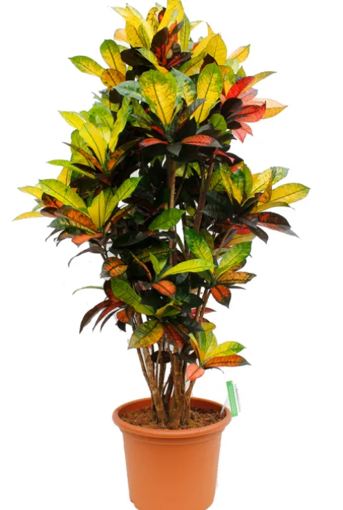 Croton Iceton - Wonderstruik