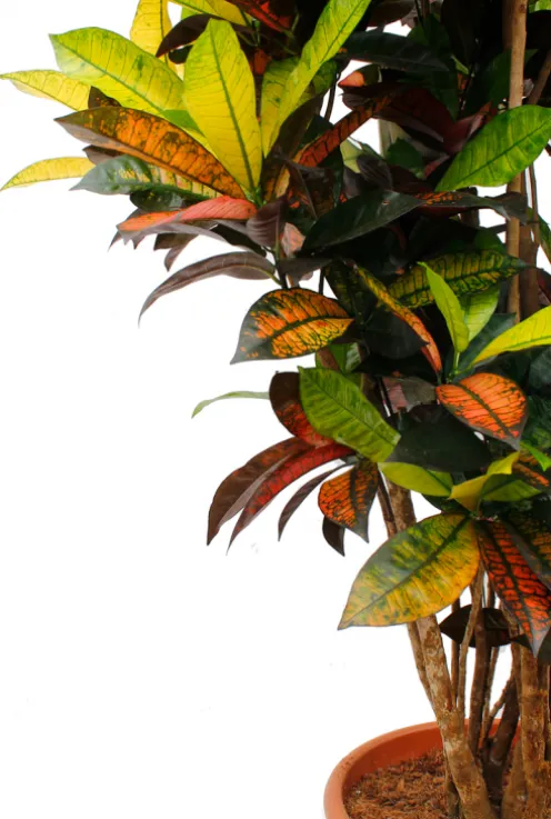 Croton Iceton - Wonderstruik