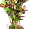 Croton Iceton - Wonderstruik