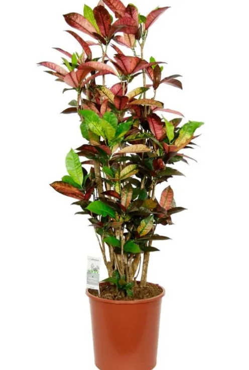 Croton Iceton - Wonderstruik