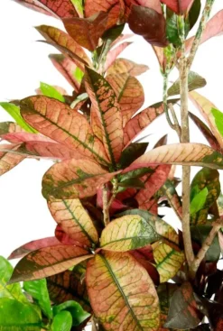 Croton Iceton - Wonderstruik