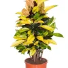 Croton Iceton - Wonderstruik