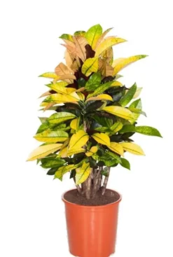 Croton Iceton - Wonderstruik