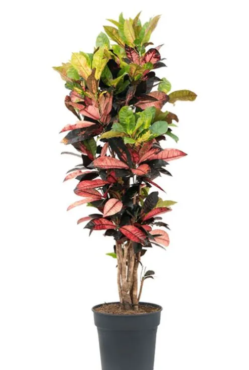 Croton Iceton - Wonderstruik