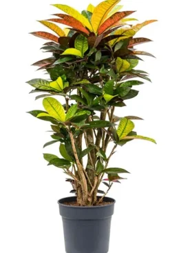 Croton Iceton - Wonderstruik