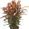 Croton Mammi - Wonderstruik