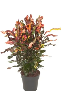 Croton Mammi - Wonderstruik