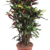 Croton Mammi - Wonderstruik