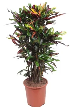 Croton Mammi - Wonderstruik