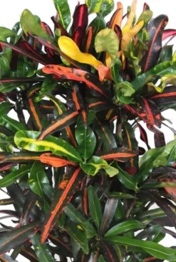 Croton Mammi - Wonderstruik