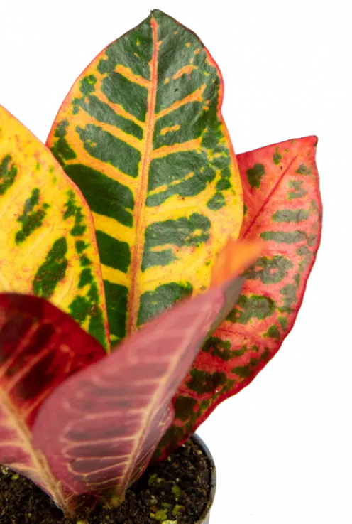 Croton Petra - Stekje