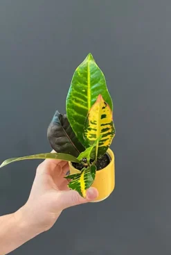 Croton Petra - Stekje