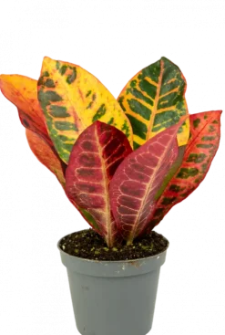 Croton Petra - Stekje