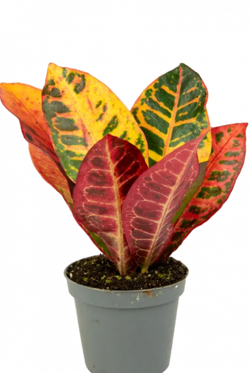 Croton Petra - Stekje