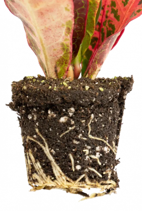 Croton Petra - Stekje