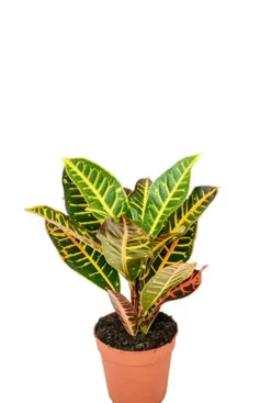 Croton Petra - Wonderstruik