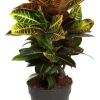 Croton Petra - Wonderstruik
