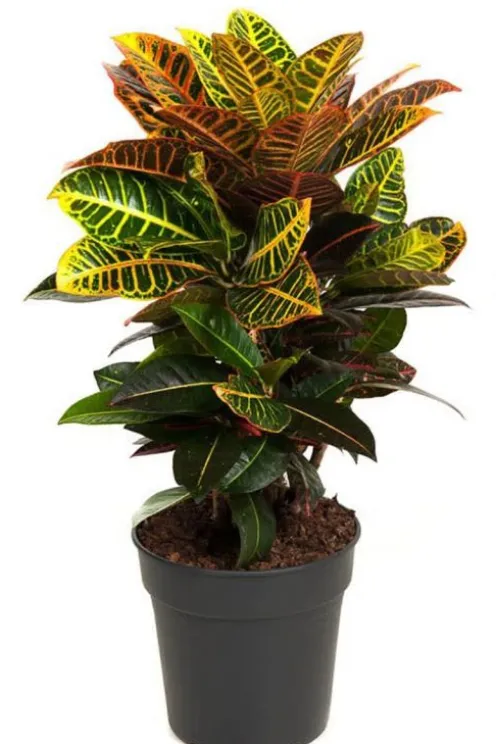 Croton Petra - Wonderstruik