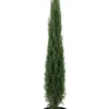 Cupressus sempervirens Totem
